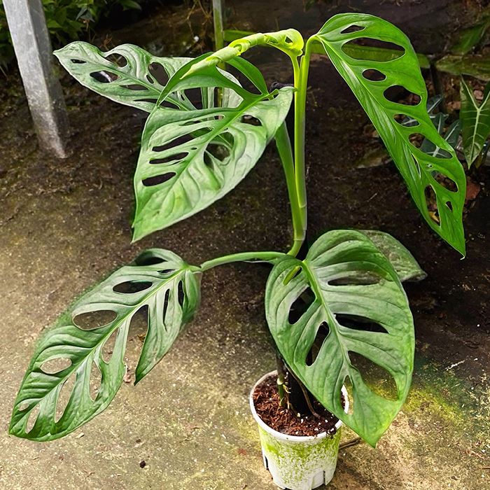 Monstera Adansonii augalas