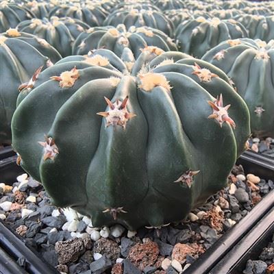 Echinocactus Texensis Brevispinus