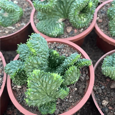 Euphorbia Inermis Cristata